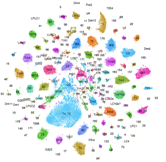 Image for Biologists At NYU Abu Dhabi And NYU Create “Atlas” Of Gene Expression In Neurons, Documenting The Diversity Of Brain Cells